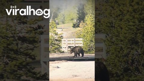 Grizzly Bear Walks Yellowstone Boardwalk || ViralHog