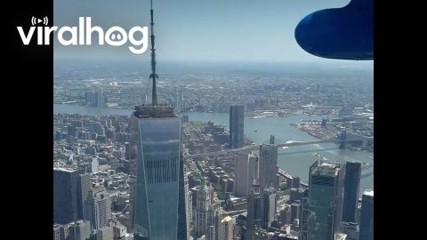 Flying Rescue Puppies Over NYC || ViralHog