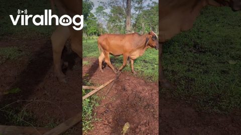 Nonchalant Cow Dismantles Fence || ViralHog