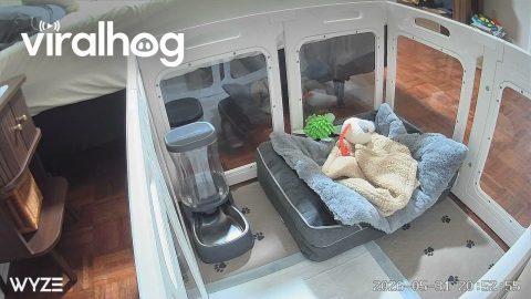 Dachshund Puppy Problem Solves Out of Playpen || ViralHog