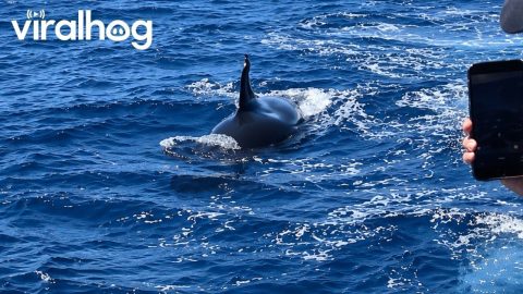 Splitfin Orca Surfaces Next to Expedition Boat || ViralHog