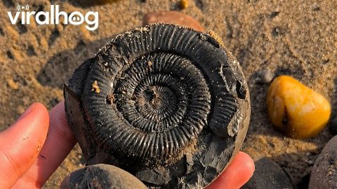 Splitting Open a 180-Million-Year-Old Jurassic Ammonite || ViralHog