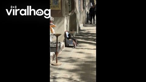 Mini Dachshund Spotted Sitting in Mini Armchair || ViralHog