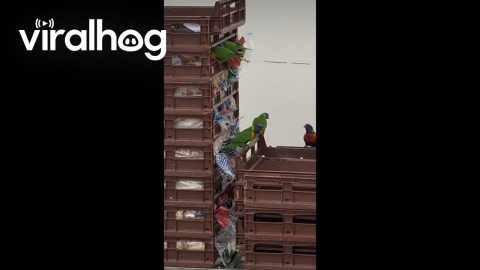 Lorikeets Feeding on Old Bread || ViralHog