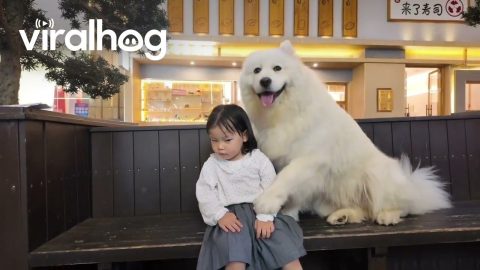 Girl and Samoyed Take Picture || ViralHog
