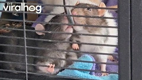 Funny Rats Drinking Water Together || ViralHog
