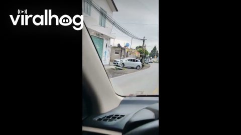 Dog Squad Out for a Drive || ViralHog
