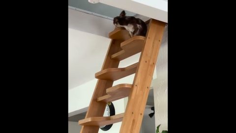 Chihuahua Climbs Steep Stairs || ViralHog