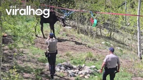 Wildlife Officers Rescue Moose Tangled In Playground Equipment || ViralHog