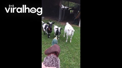 Toy Duck Versus Fainting Goats || ViralHog