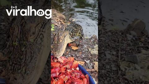 Even Alligators Like Boiled Crawfish || ViralHog