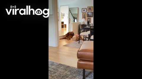These Golden Retrievers Are a Toddler's Best Friends || ViralHog