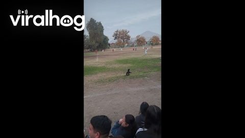 Dog Rolls Around for Cheering Crowd || ViralHog