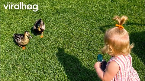 Toddler Realizes Her Favourite Toy Exists in Real Life || ViralHog