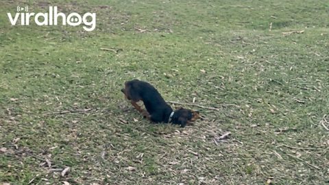 Mini-Dachshund Zoomies Into Wipeout || ViralHog