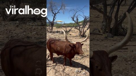 Those Are Some Long Horns || ViralHog