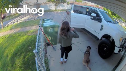 Jumping Malinois Can't Teleport Through Truck Door || ViralHog