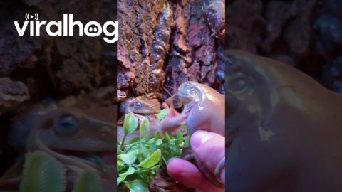 Feeding Eager White Tree Frogs || ViralHog