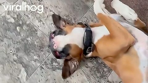 Upside-Down Dog With a Big Smile || ViralHog