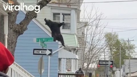 Albany Bear Falls Into Net || ViralHog