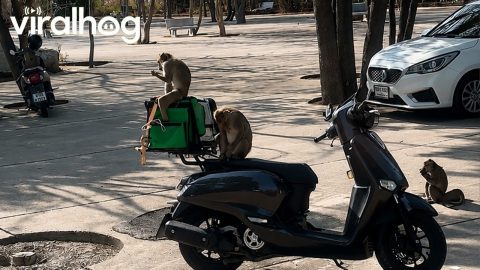 Naughty Monkeys Grab Driver's Food || ViralHog