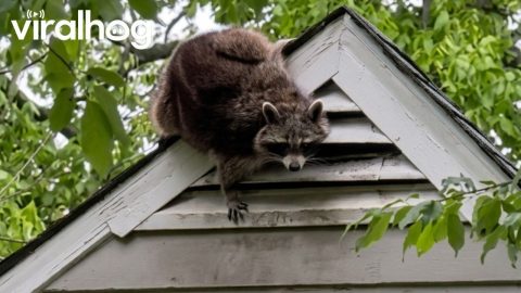 Just Met My New Neighbor || ViralHog