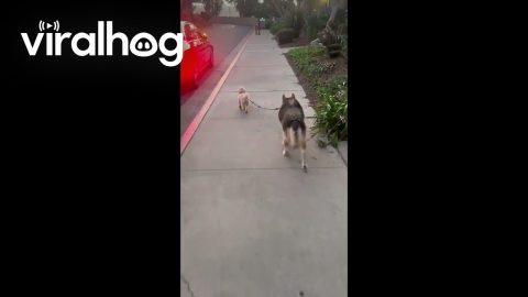 Puppy Walking Big Dog || ViralHog