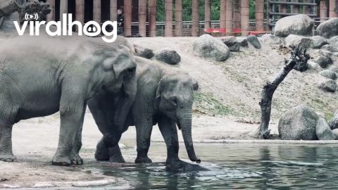 Elder Elephants Work Together to Save Baby Elephant || ViralHog