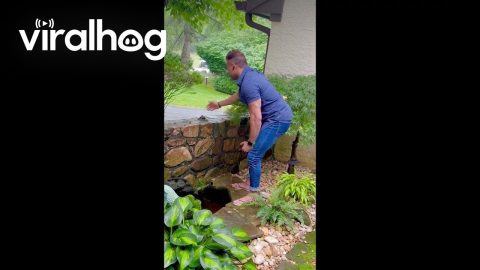 Man Saves Baby Bird From Backyard Pond || ViralHog