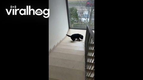 Dog Climbs Stairs Backwards || ViralHog
