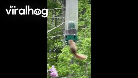Determined Squirrel Clings to Spinning Feeder || ViralHog