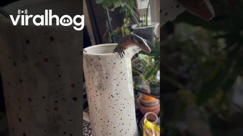 Monitor Lizard Takes a Bath || ViralHog