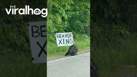 Beaver Waits Patiently at Beaver Crossing Sign || ViralHog