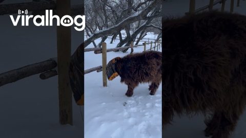 Highland Cow Gets Head Stuck in Feed Bag || ViralHog