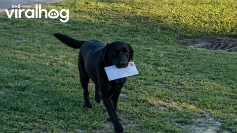 Chocolate Lab Takes Mail Delivery Job Seriously || ViralHog