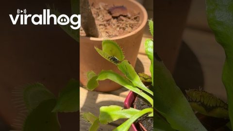 Orb-weaver spider claimed by venus flytrap || ViralHog