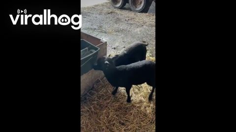 Lambs Can't Share the Feeder || ViralHog