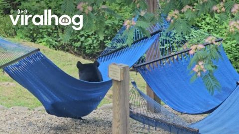 Momma Bear and Cubs Hammock Havoc || ViralHog