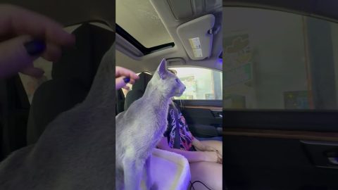 Cozy the Cat's First Car Wash || ViralHog