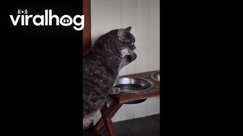 Funny Cat Drinking Water From Paw || ViralHog