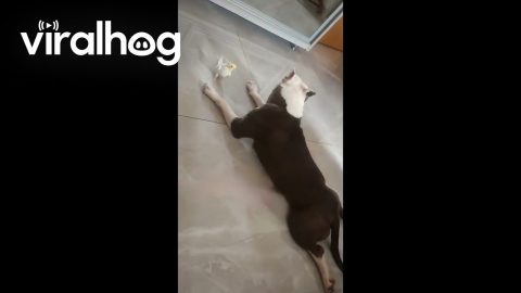 Cockatiel Sings to Companion Dog || ViralHog