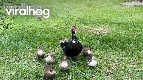 Mama Duck and Ducklings Visit Family at Hermann Park in Houston || ViralHog