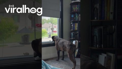 Boxer and Squirrel Stare Down || ViralHog