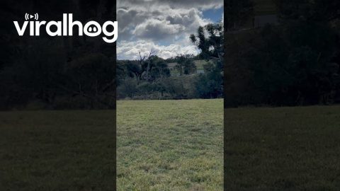 Bull Terrier Comes Running For Treat || ViralHog
