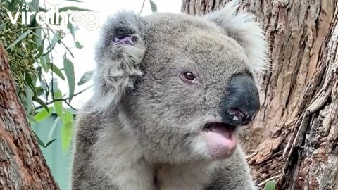Grumpy Koala Bellows at New Neighbour || ViralHog