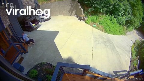 Family Finds Bear Cubs Inside SUV || ViralHog
