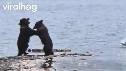 Un-Bear-Ably Cute Wrestling Match Between Siblings || ViralHog