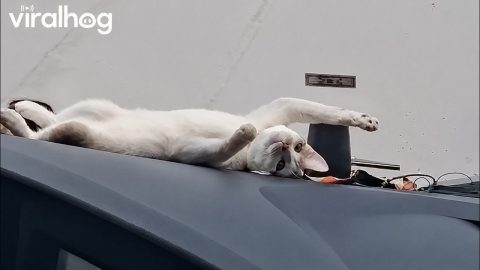 Cute Cat Rides on Truck Dashboard || ViralHog