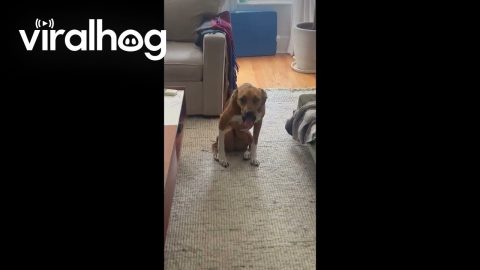 Anxious Dog Sits With Bent Knees || ViralHog