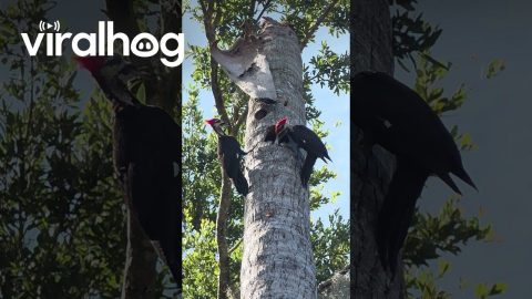Woodpecker Parents Feeding Their Baby || ViralHog